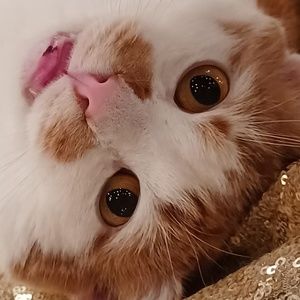 Meet your Posher, Carlos